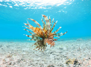 lionfish01