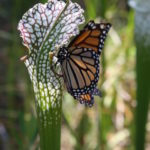 Butterfly-pitcher plant3