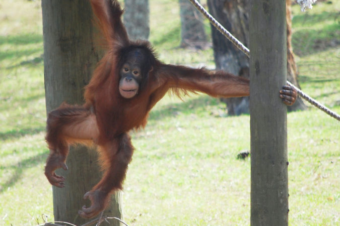 gulf breeze zoo news