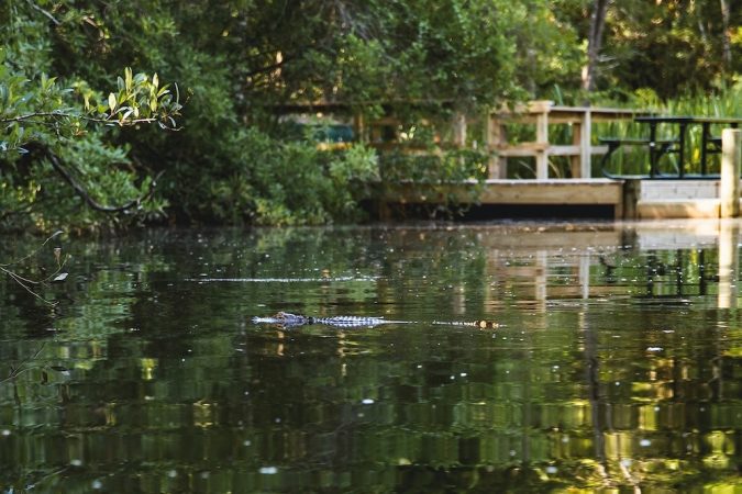 Thompson's Bayou