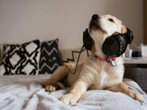 Dog listening to radio