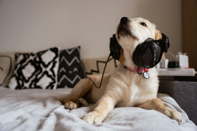 Dog listening to radio