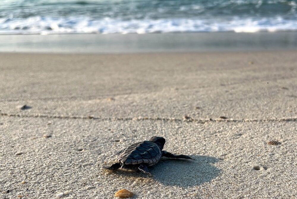 Sea-turtle-season-2024d3389b1d-763b-4cf0-8dd7-b07515a7e3ba-2 - Rick's Blog