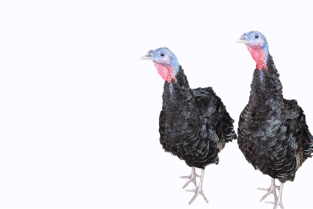 Turkeys-2 - Rick's Blog