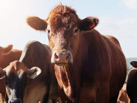 Farmingfieldandcattleinportraitcountrysideanddairyindustry - Rick's Blog