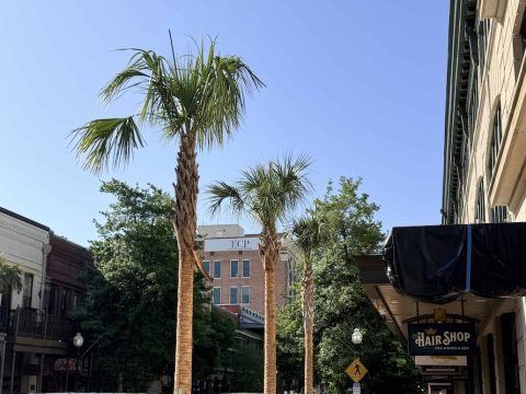 Street view with tall palm trees along a sidewalk, brick storefronts, and a hair shop sign on the right under a blue sky.