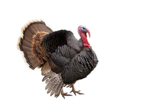 Wild turkey with a full fan of tail feathers and red head, facing slightly to the right