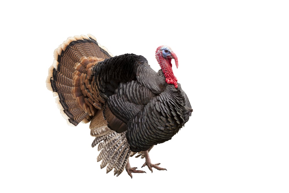 Wild turkey with a full fan of tail feathers and red head, facing slightly to the right